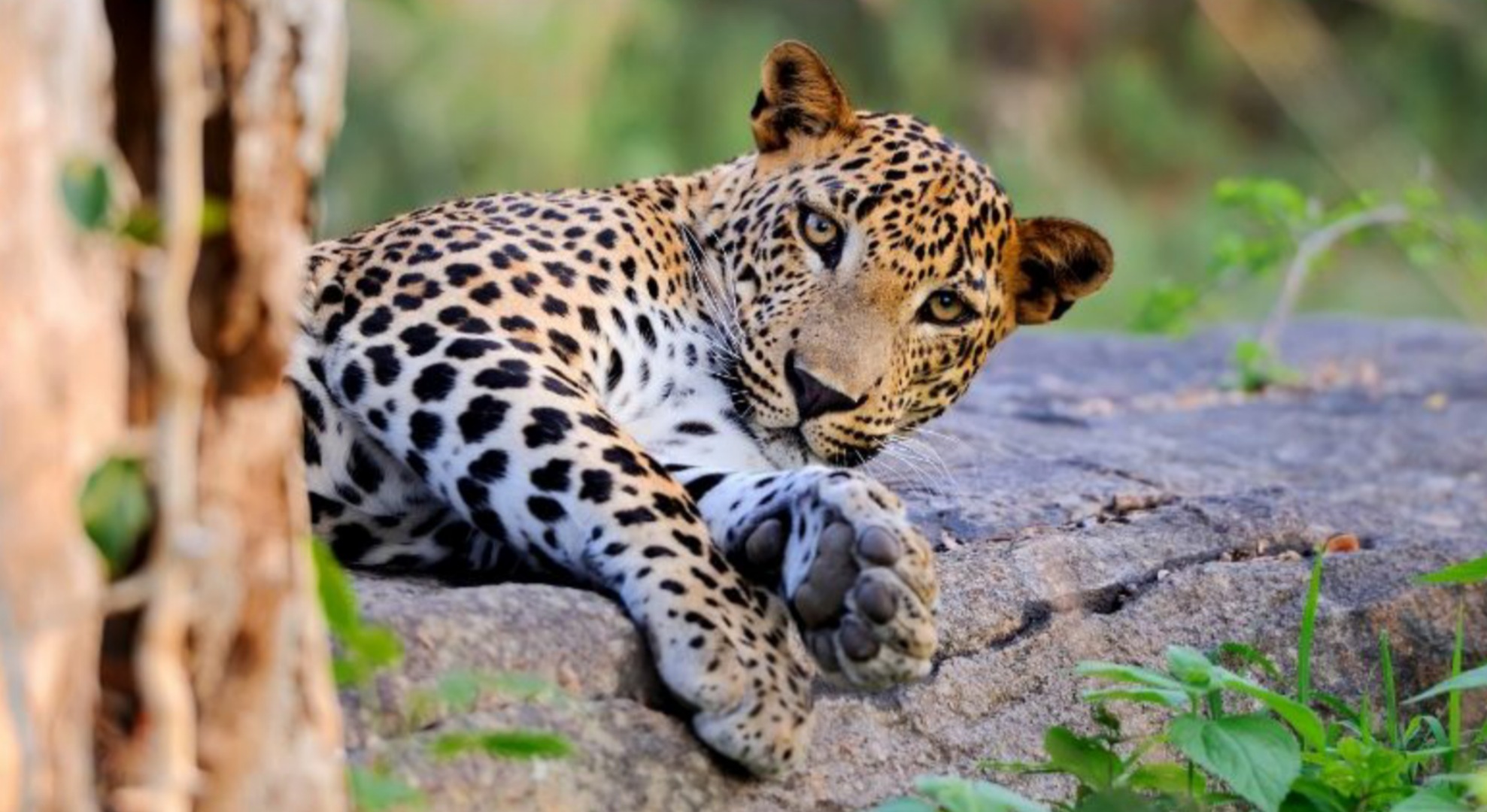 Pregnant Leopard killed by train near Khanapur – Goa – BEING BELGAUMITE